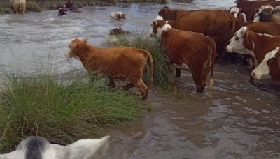 La producción ganadera al borde del colapso en Santa Fe