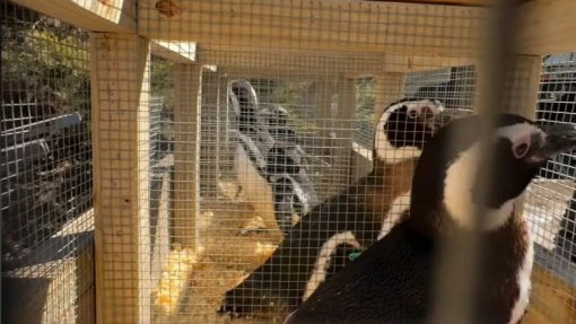 40 pingüinos de Magallanes llegaron a Río Negro tras el cierre del Aquarium de Mar del Plata
